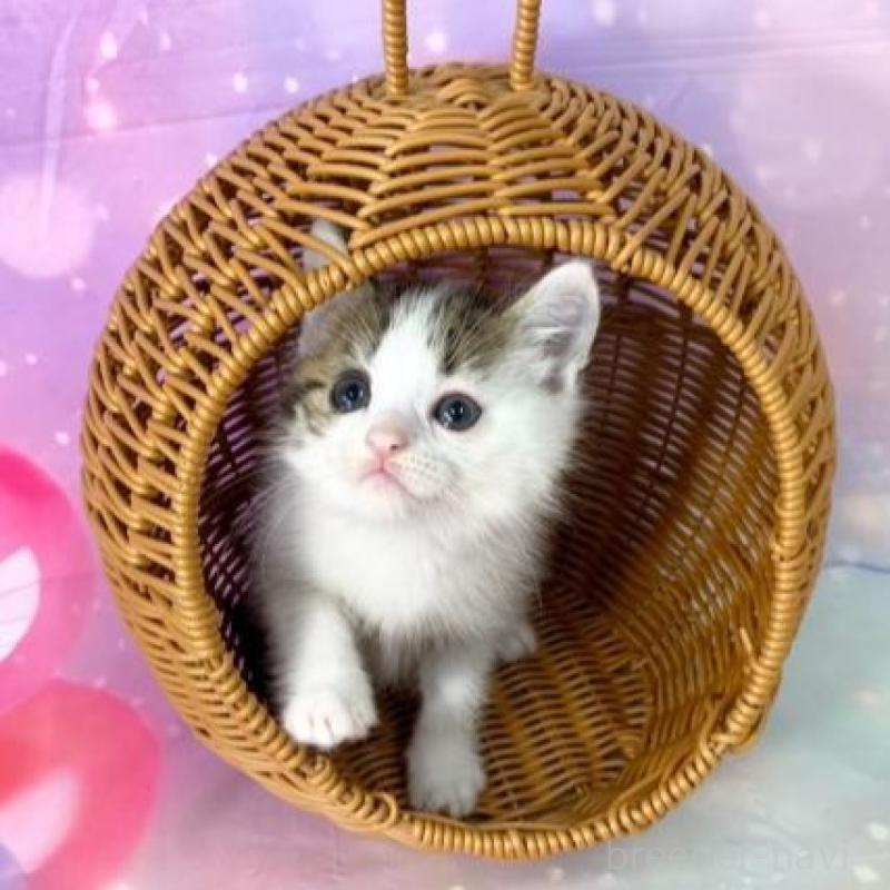 販売中の大阪府のマンチカン-140112の3枚目