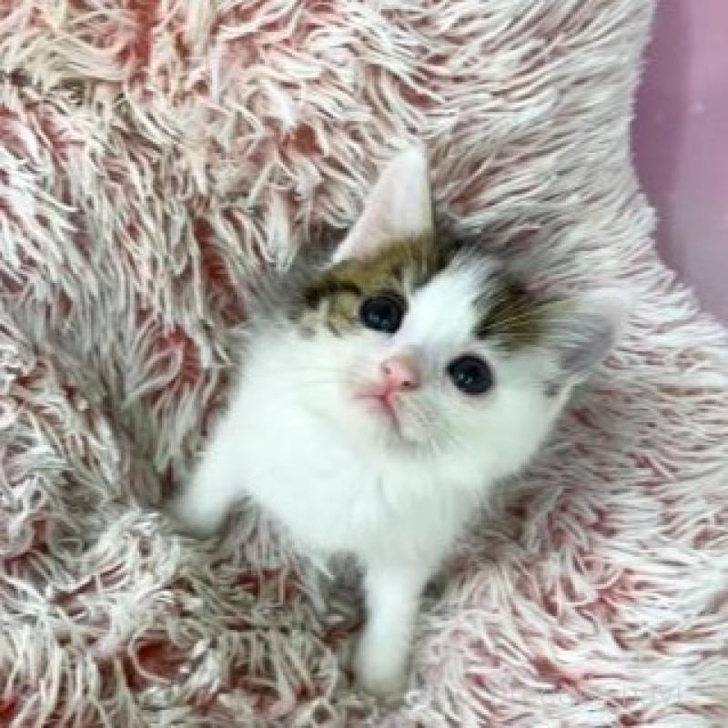 販売中の大阪府のマンチカン-140112の2枚目