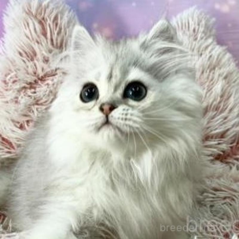 販売中の大阪府のミヌエット-140113の6枚目