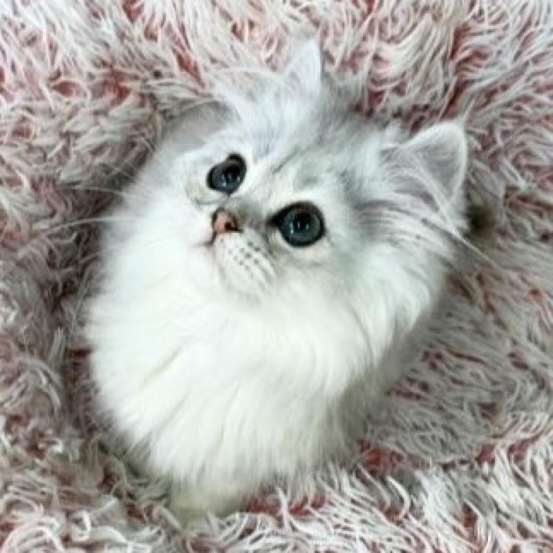 販売中の大阪府のミヌエット-140113の5枚目