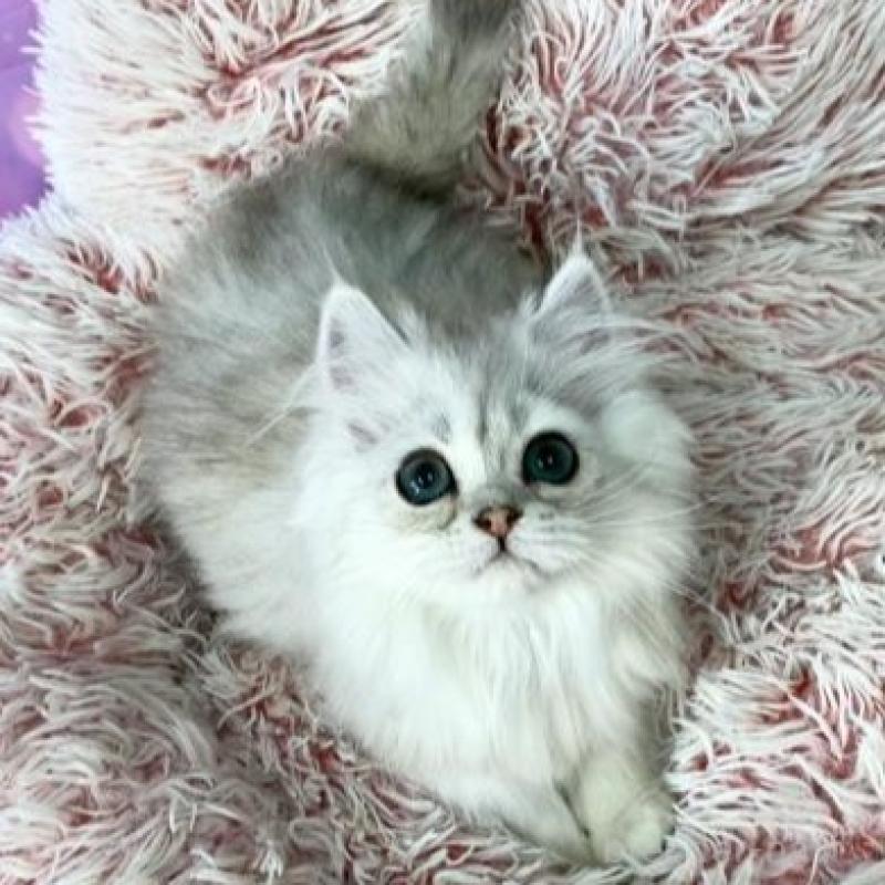 販売中の大阪府のミヌエット-140113の4枚目