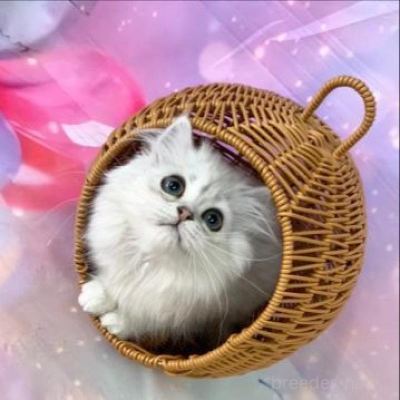 販売中の大阪府のミヌエット-140113の3枚目