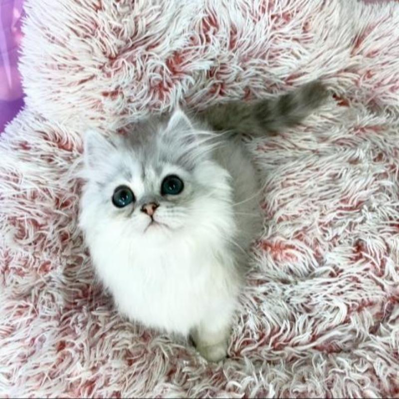 販売中の大阪府のミヌエット-140113の2枚目