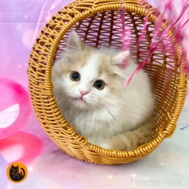 販売中の大阪府のスコティッシュフォールド-140114