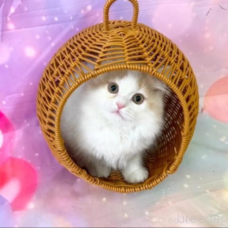 販売中の大阪府のスコティッシュフォールド-140114の6枚目