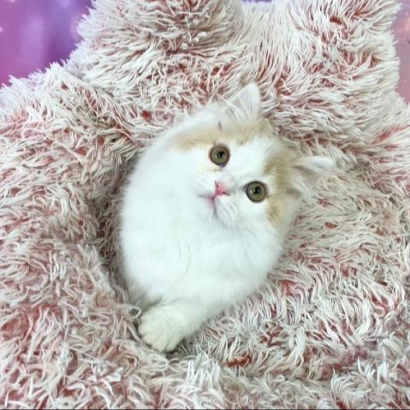 販売中の大阪府のスコティッシュフォールド-140114の5枚目