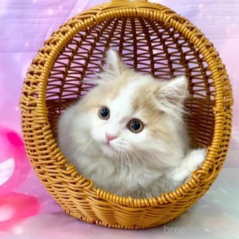 販売中の大阪府のスコティッシュフォールド-140114の3枚目