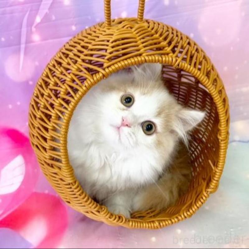 販売中の大阪府のスコティッシュフォールド-140114の2枚目