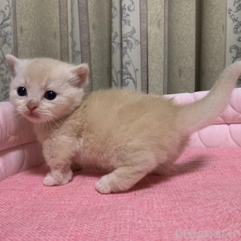 販売中の千葉県のマンチカン(短足)-140115の13枚目