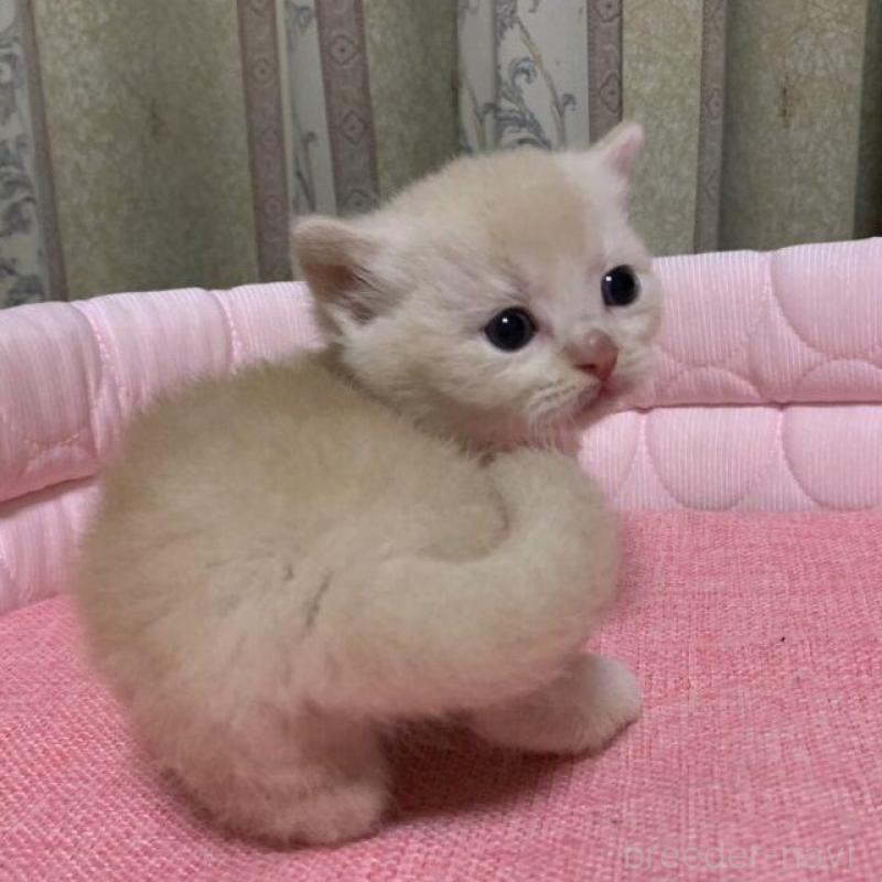 販売中の千葉県のマンチカン(短足)-140115の12枚目