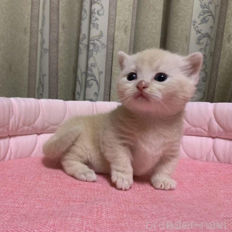 販売中の千葉県のマンチカン(短足)-140115の11枚目