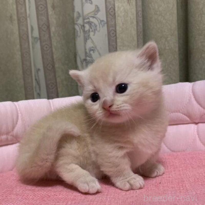 販売中の千葉県のマンチカン(短足)-140115の10枚目