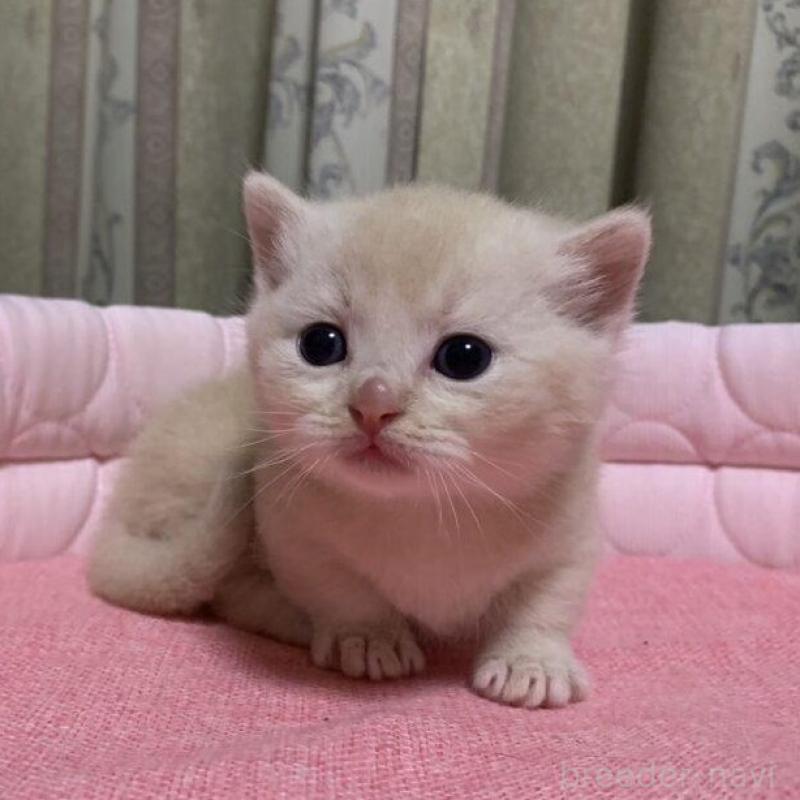 販売中の千葉県のマンチカン(短足)-140115の9枚目