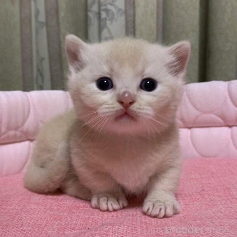 販売中の千葉県のマンチカン(短足)-140115の8枚目