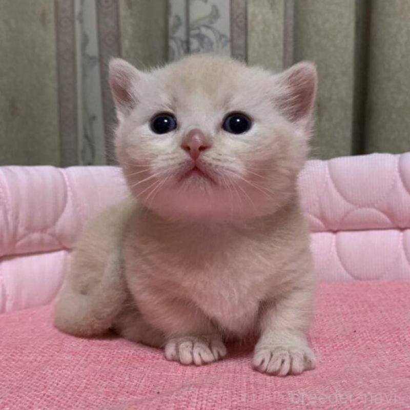 販売中の千葉県のマンチカン(短足)-140115の7枚目