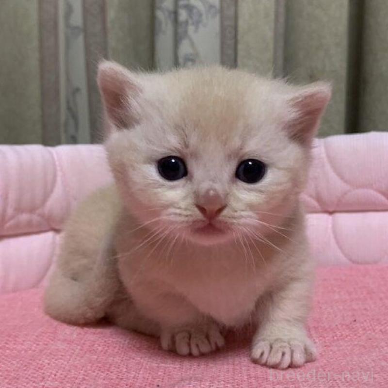 販売中の千葉県のマンチカン(短足)-140115の6枚目