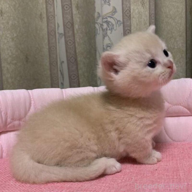 販売中の千葉県のマンチカン(短足)-140115の5枚目