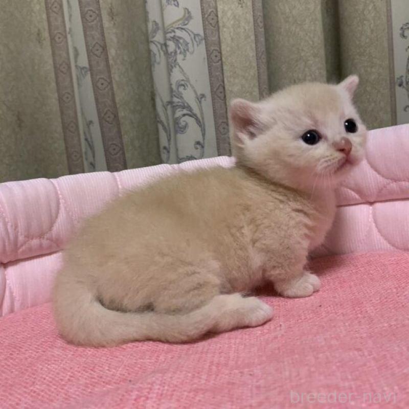 販売中の千葉県のマンチカン(短足)-140115の4枚目