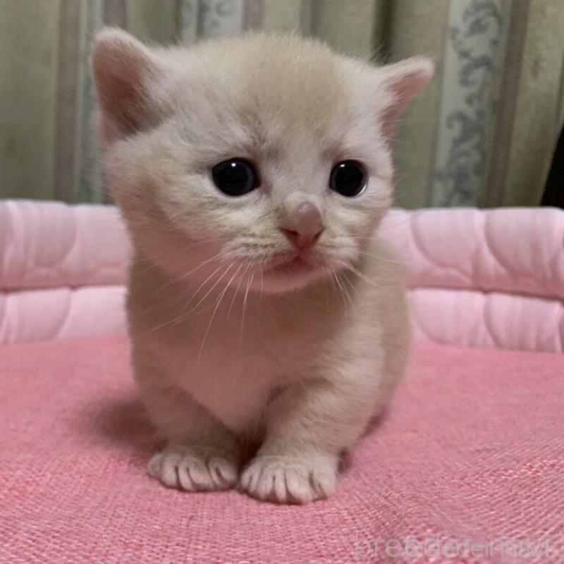 販売中の千葉県のマンチカン(短足)-140115の3枚目