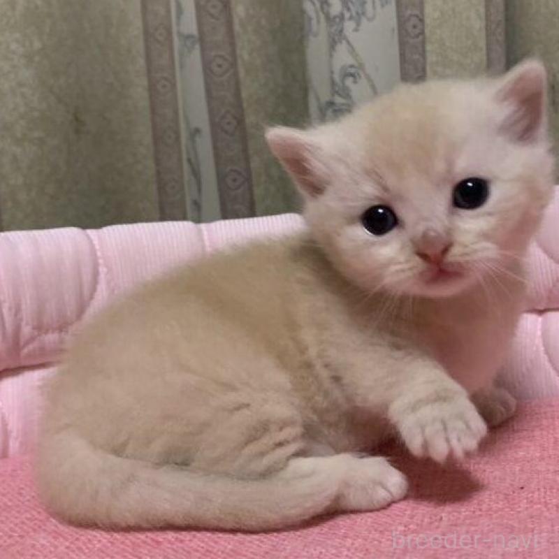 販売中の千葉県のマンチカン(短足)-140115の2枚目