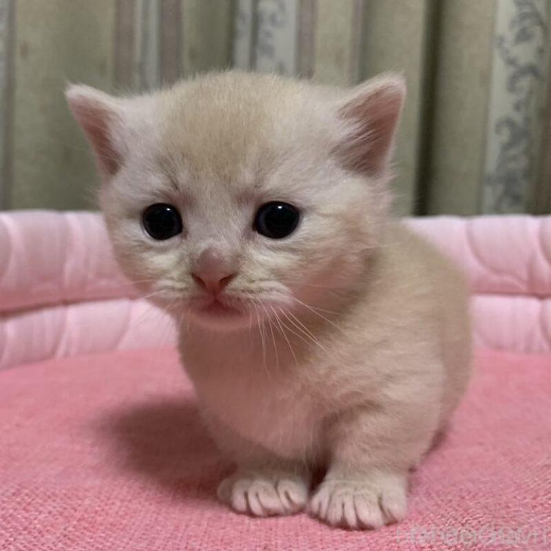 販売中の千葉県のマンチカン(短足)-140115の1枚目