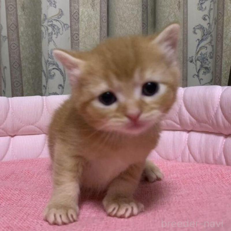 販売中の千葉県のマンチカン-140117の12枚目