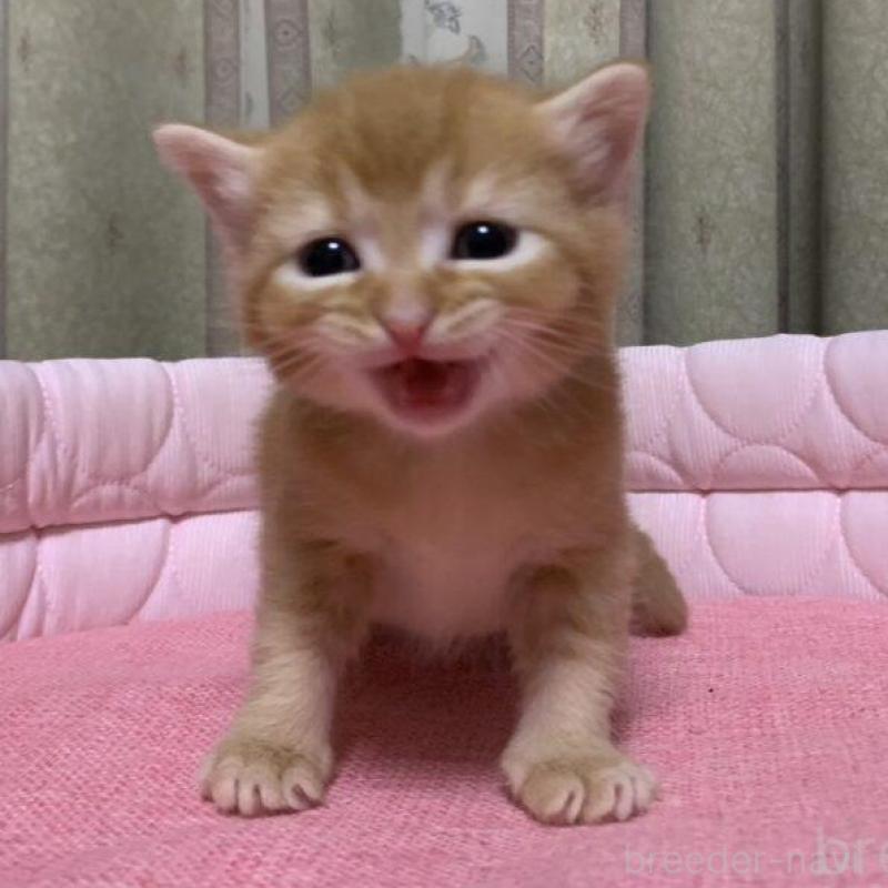 販売中の千葉県のマンチカン-140117の11枚目