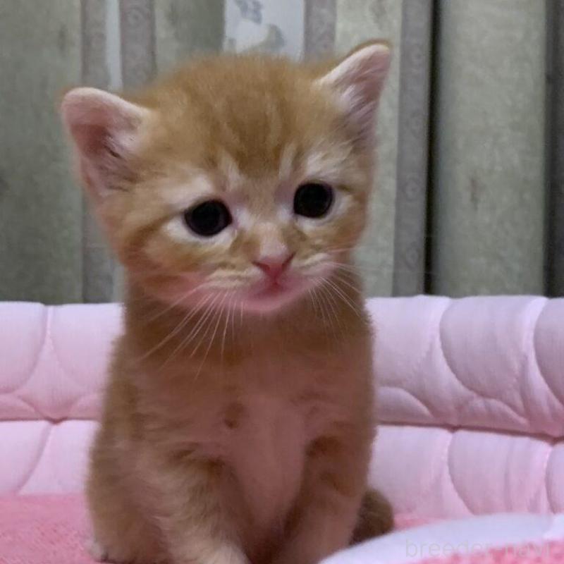 販売中の千葉県のマンチカン-140117の10枚目