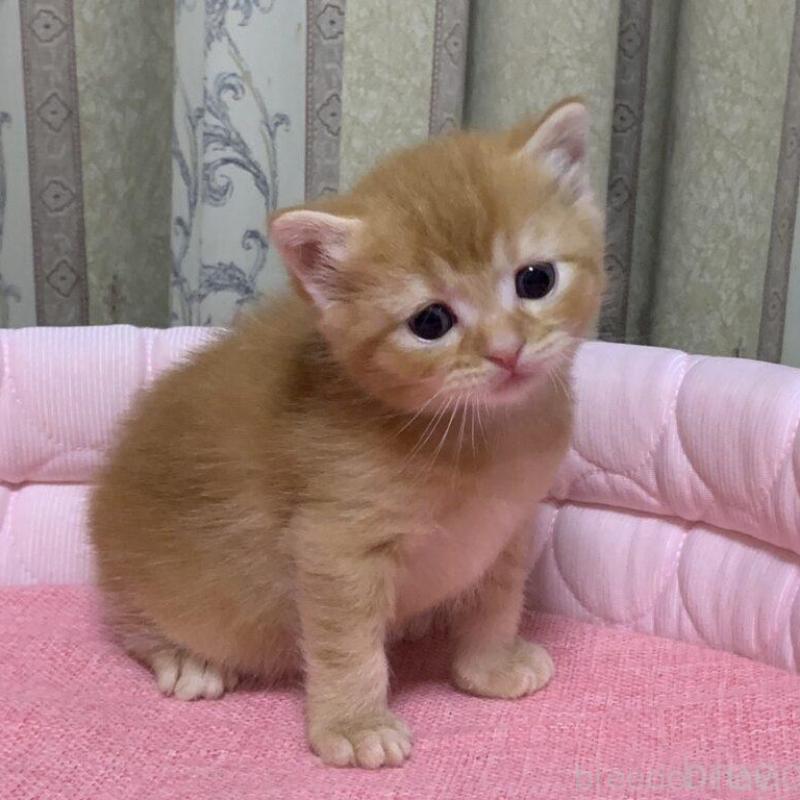 販売中の千葉県のマンチカン-140117の9枚目