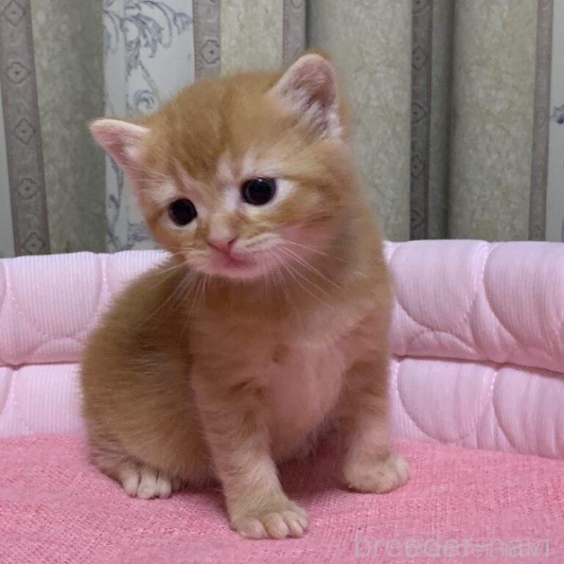 販売中の千葉県のマンチカン-140117の8枚目