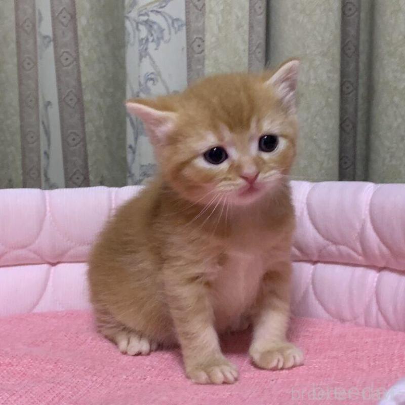 販売中の千葉県のマンチカン-140117