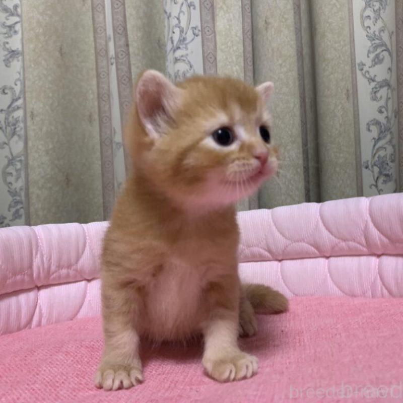 販売中の千葉県のマンチカン-140117の7枚目