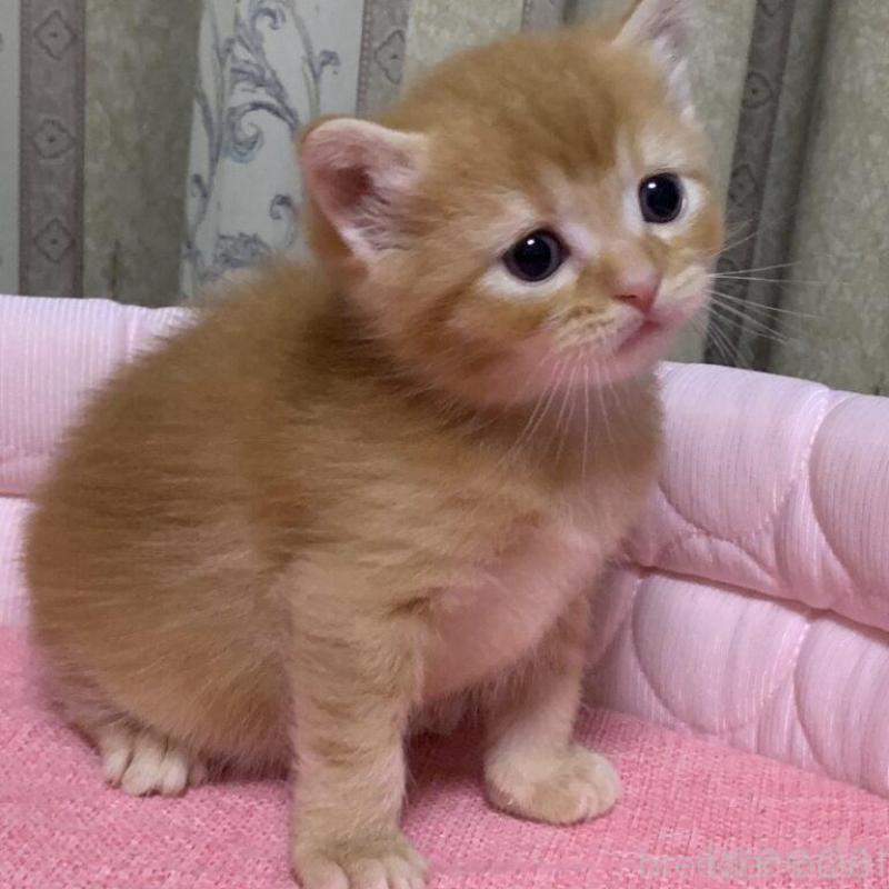 販売中の千葉県のマンチカン-140117の6枚目