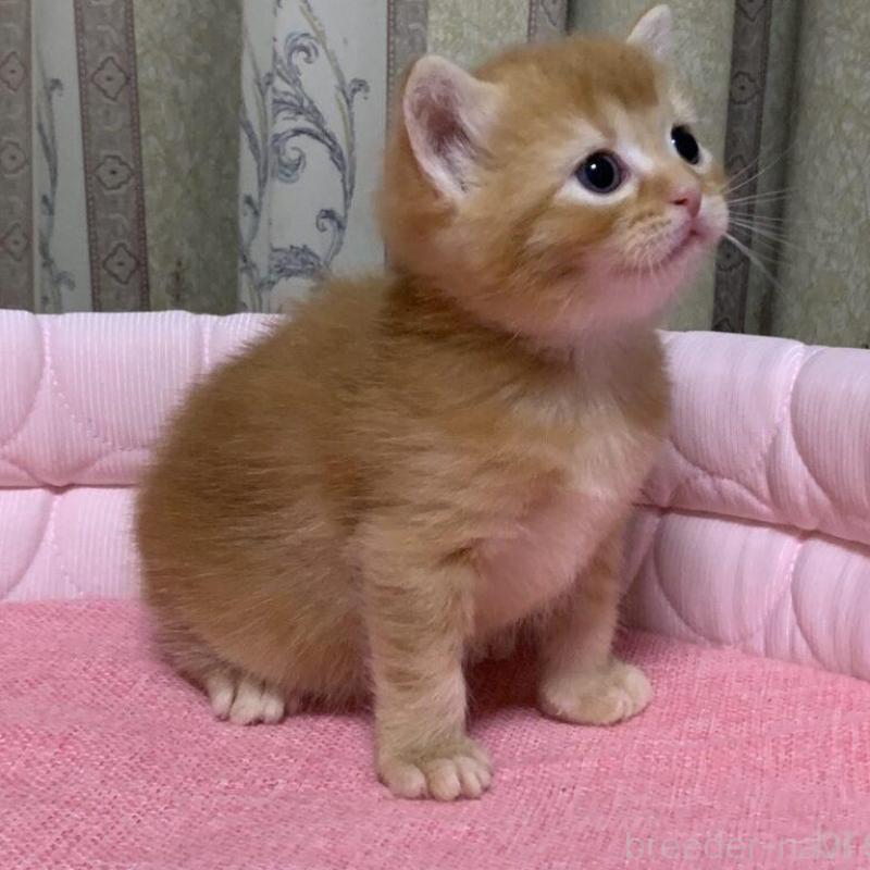 販売中の千葉県のマンチカン-140117の5枚目