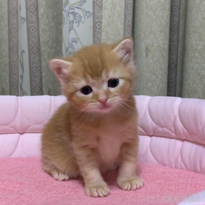 販売中の千葉県のマンチカン-140117の4枚目