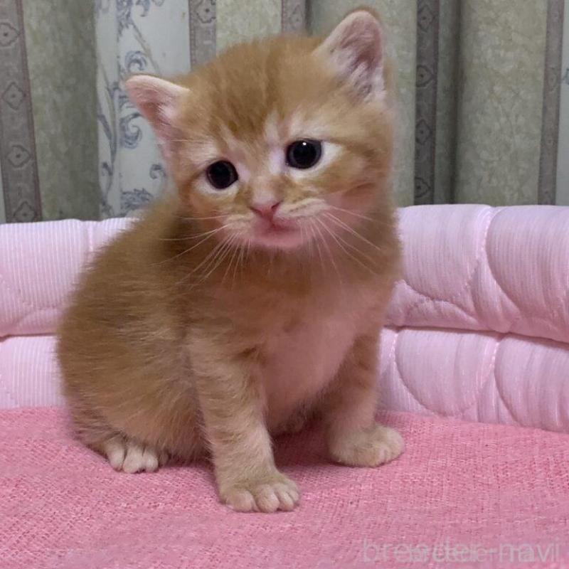 販売中の千葉県のマンチカン-140117の3枚目