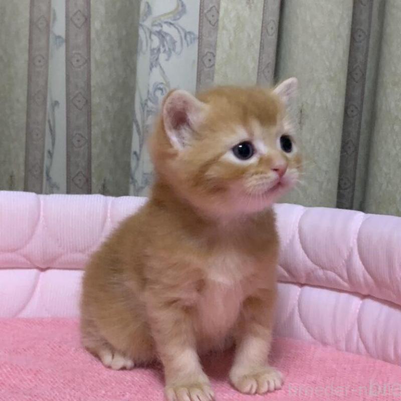 販売中の千葉県のマンチカン-140117の2枚目