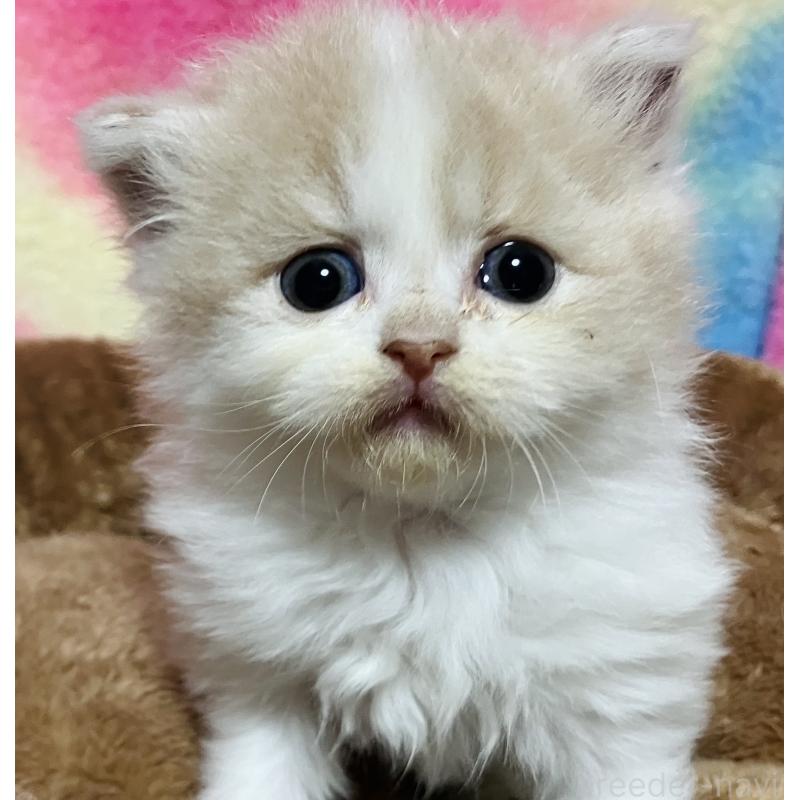 販売中の三重県のスコティッシュフォールド-140120の2枚目