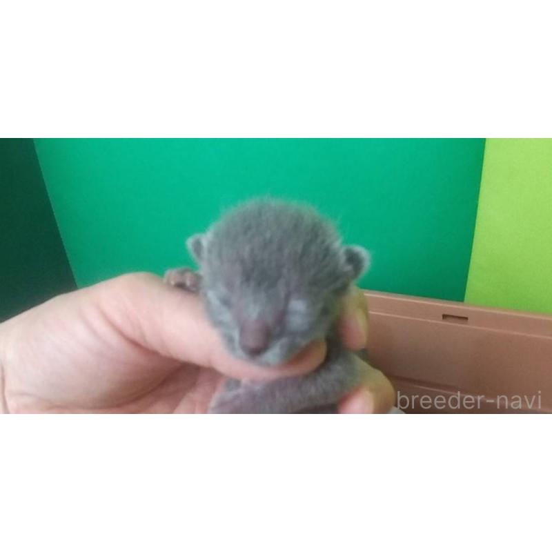 販売中の愛知県のロシアンブルー-140119の2枚目