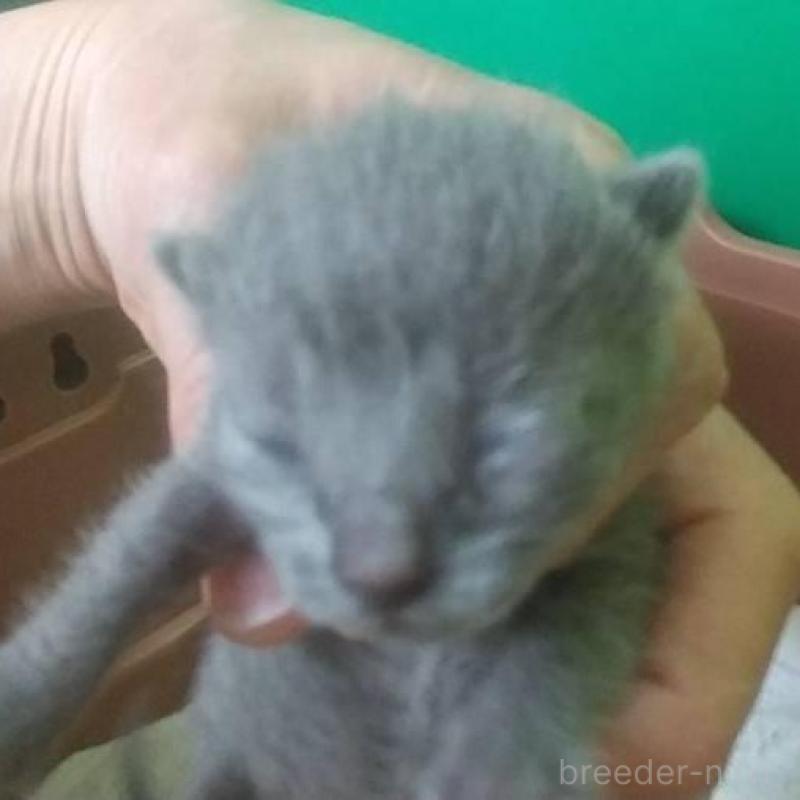 販売中の愛知県のロシアンブルー-140121の1枚目