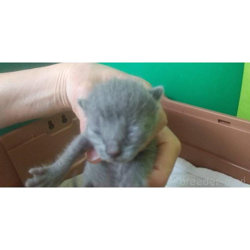 販売中の愛知県のロシアンブルー-140121の2枚目