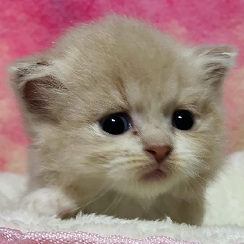 販売中の三重県のスコティッシュフォールド-140122の2枚目