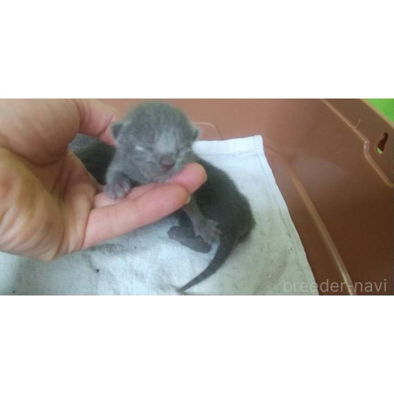 販売中の愛知県のロシアンブルー-140123の3枚目