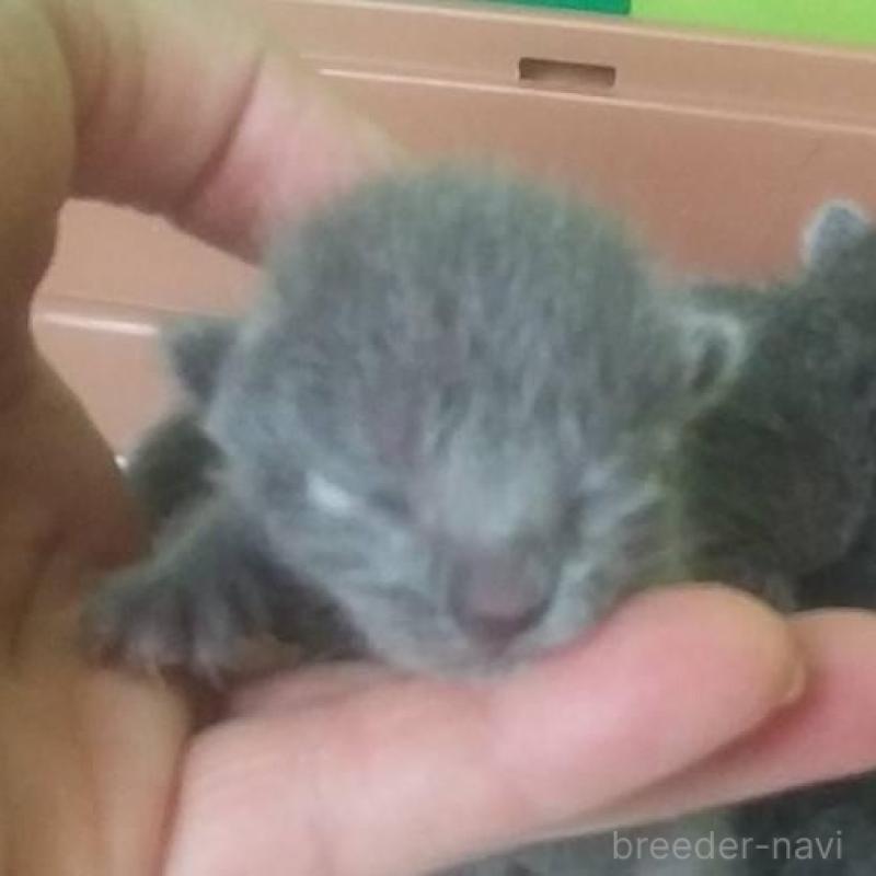 販売中の愛知県のロシアンブルー-140123の1枚目