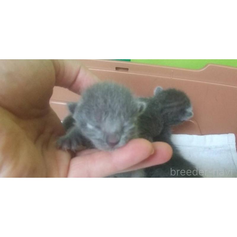 販売中の愛知県のロシアンブルー-140123の2枚目