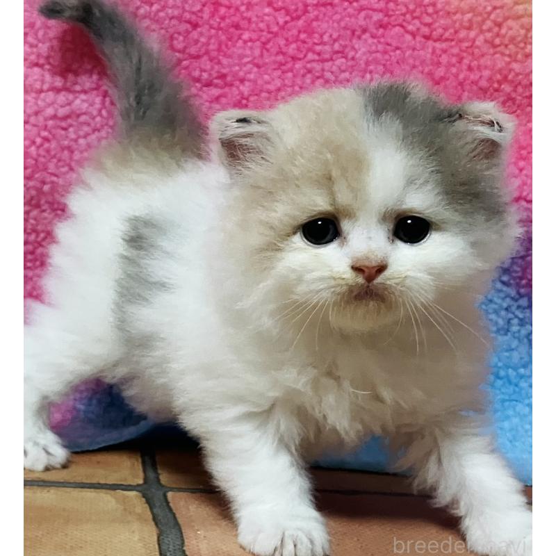 販売中の三重県のスコティッシュフォールド-140128の2枚目