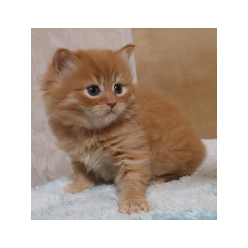 販売中の群馬県のサイベリアン-140125の12枚目