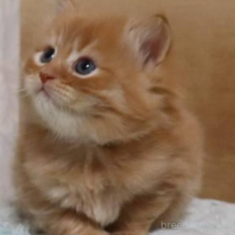 販売中の群馬県のサイベリアン-140125の11枚目