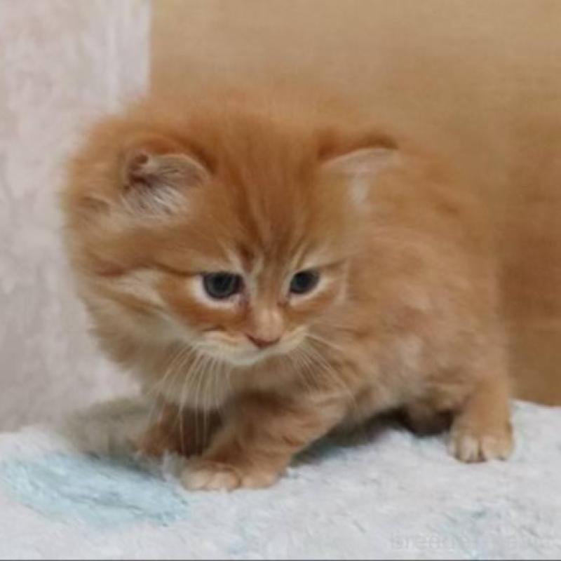 販売中の群馬県のサイベリアン-140125の10枚目