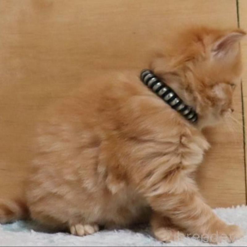 販売中の群馬県のサイベリアン-140125の9枚目